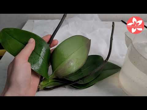 Видео: Реанимация орхидеи. Орхидея из уценки с гнилыми корнями