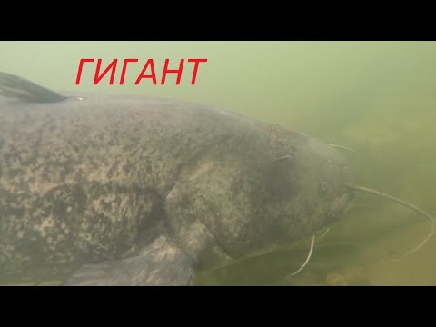 Видео: Дикая Река!Большие Сомы!