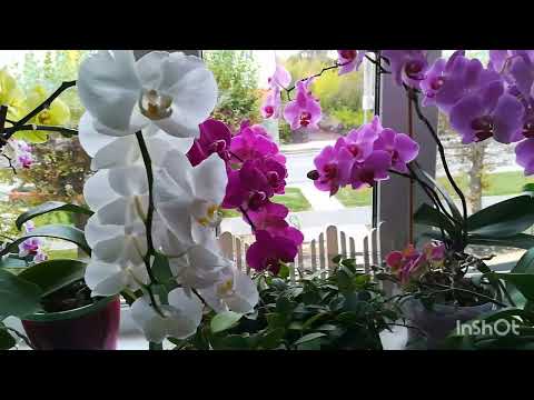 Видео: Мои орхидеи