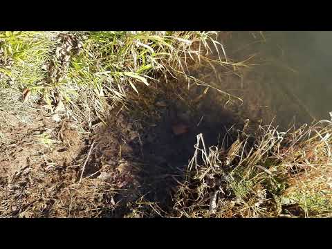 Видео: Охота на бобра капканами . Закрыл сезон в Белоруссии 