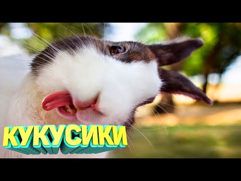 Видео: ЛУЧШИЕ ПРИКОЛЫ 2025 угар до слез тест на психику мемы смешные видео попробуй не засмеяться coub #159