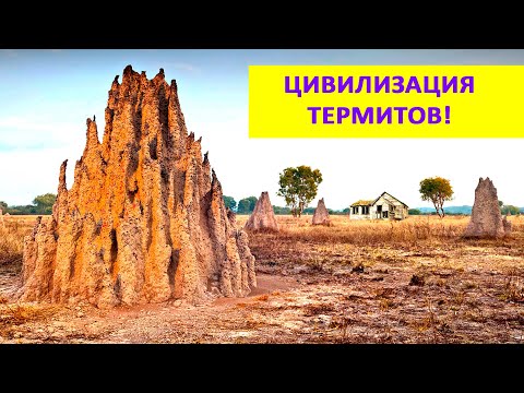 Видео: ТЕРМИТЫ: подробности жизни короля, королевы и их свиты. Наталья Носова