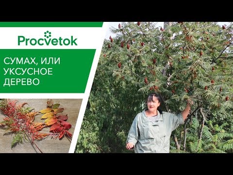 Видео: Бой поросли сумаха! Эффектное осеннее дерево СУМАХ.