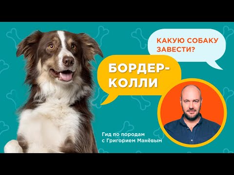 Видео: БОРДЕР КОЛЛИ - ВСЕ О ПОРОДЕ / Обзор породы от кинолога Григория Манева