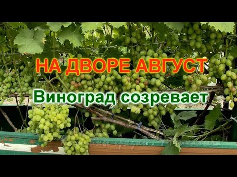 Видео: На дворе Август. Гости.  Виноград созревает.
