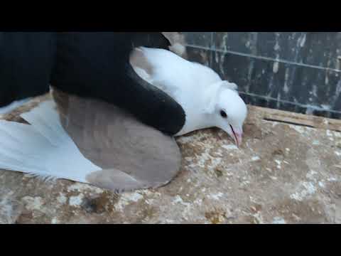 Видео: Тетеревятник не даёт гонять голубей !