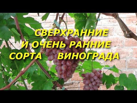 Видео: Сверхранние и очень ранние сорта винограда  после весенних заморозков и аномальной жары 2024 г.