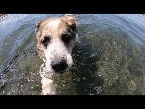 Видео: Сенсация!/Куда уехал алабай Граф?