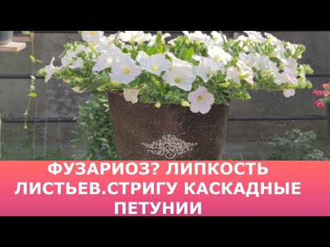 Видео: У петунии фузариоз? Липкость листьев у петунии. Формировка каскадных петуний в июне.
