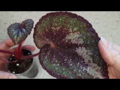 Видео: сезон отправок открыт. предлагаю деток декоративнолиственных бегоний. 89172862336.