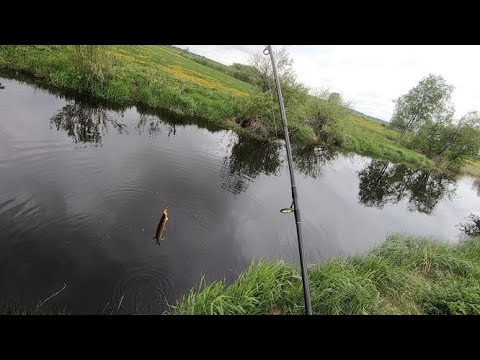 Видео: ЛОВЛЯ ЩУКИ НА РЕКЕ VÄÄNA, ЭСТОНИЯ