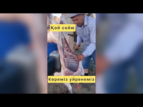 Видео: Қой сою 🤝 🥷көреміз уйренеміз