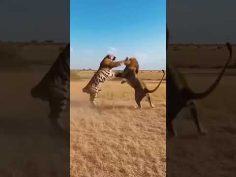 Видео: Лев против Тигра — Кто Победит?
