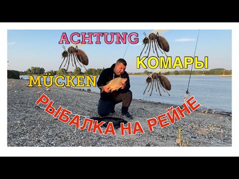 Видео: РЫБАЛКА НА РЕЙНЕ - КОМАРЫ / ANGELN AM RHEIN - MÜCKEN