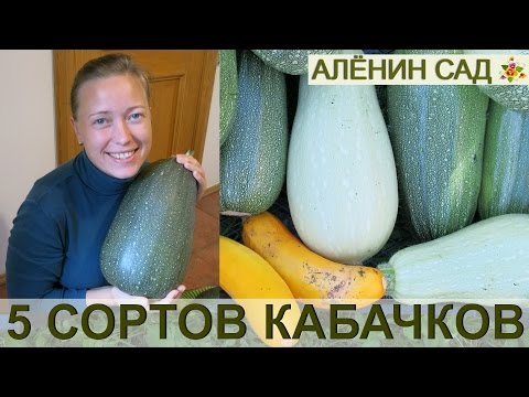 Видео: ЛУЧШИЕ СОРТА КАБАЧКОВ ☛ Сравнение 6 сортов кабачков!