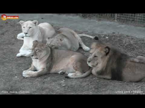 Видео: Дело было вечером - Малыш спел львам "спокойной ночи"  Тайган. Lions life in Taigan.