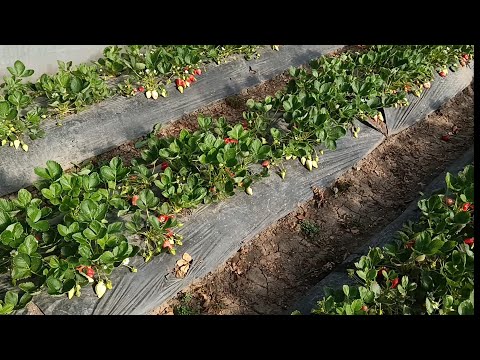 Видео: 25.04.2023.Большой обзор сортов моих сортов клубники.Клубника Клери, Альба, Априка, Сандра...
