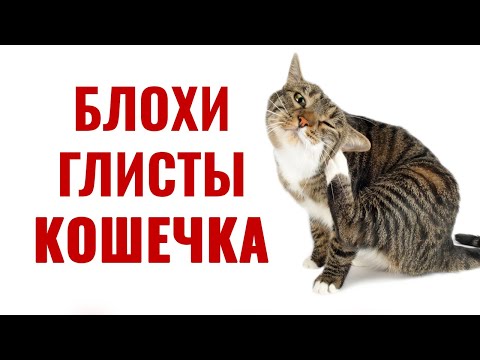 Видео: Как не навредить кошке, обрабатывая от блох и паразитов