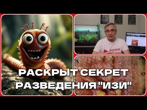 Видео: ДОМАШНИЙ ТРУБОЧНИК ИЗЯ. СЕКРЕТ РАЗВЕДЕНИЯ РАСКРЫТ. ЭКСПЕРИМЕНТ УДАЛСЯ.