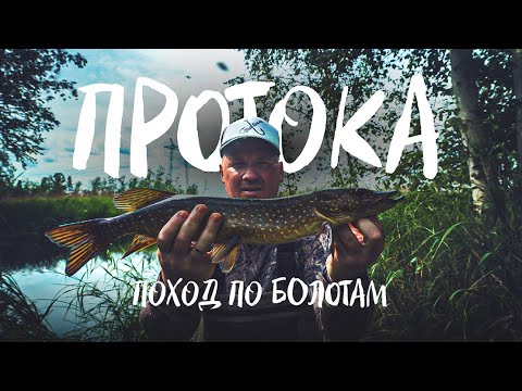 Видео: ПРОТОКА.ПОХОД ПО БОЛОТАМ.ГАДЮКА АТАКУЕТ.