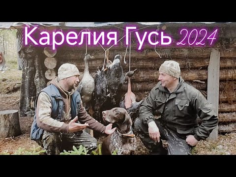 Видео: ОХОТА НА ГУСЯ ВЕСНА 2024. Карелия. Добываем, готовим на костре!!! #охота #hunting