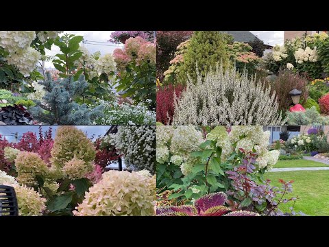 Видео: Сентябрьский сад/ убираю урожай/ обработка растений/ Ленинградская область