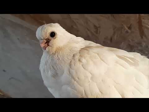 Видео: Крюковские голуби,Чёрные и рябенькие и немного молодых.