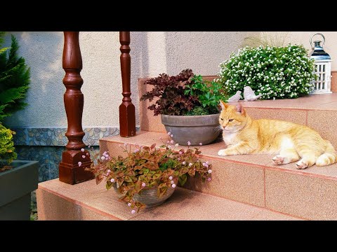 Видео: 🍁Наполняю Дом Теплом и Уютом🫖Жизнь за городом в осенний сезон #дом #осень #декор #жизнь