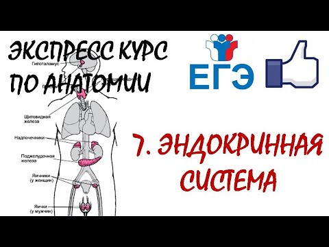 Видео: ЭНДОКРИННАЯ СИСТЕМА | Теория для ЕГЭ