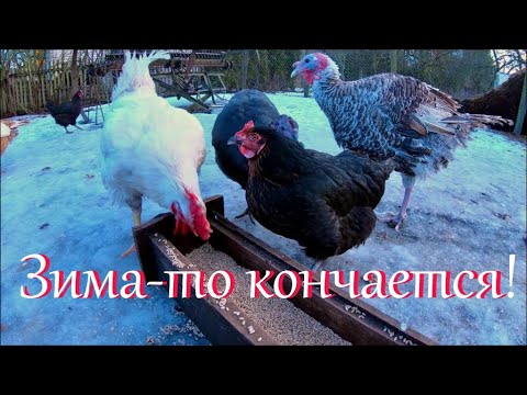 Видео: Утепление потолка опилками. Подведем итоги / Что с бобрами?