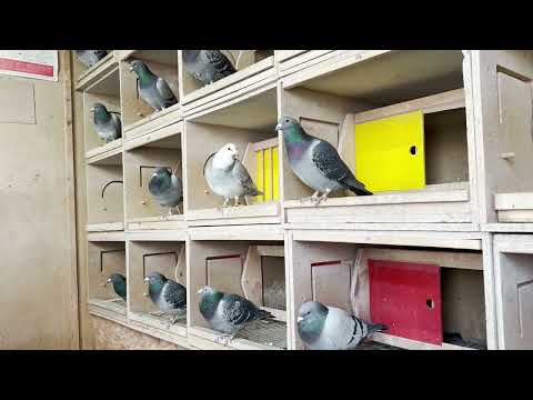 Видео: Обзор моих  спортивных голубей в ноябре / успехи в 2025 году