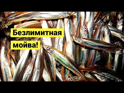 Видео: Безлимитная мойва! Только собирай!