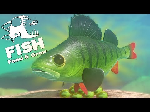 Видео: ВЫЖИВАНИЕ ОКУНЯ В РЕЧКЕ, ОБНОВЛЕНИЕ | Feed and Grow Fish