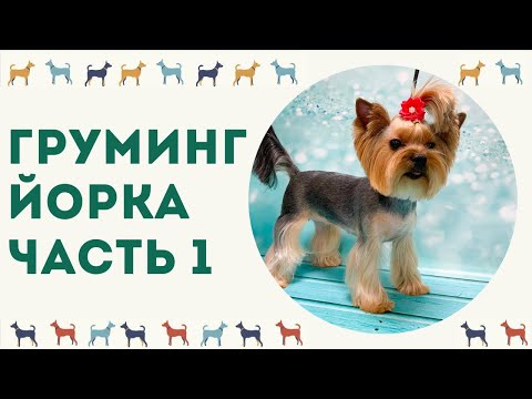 Видео: ГРУМИНГ ЙОРКА. Часть 1