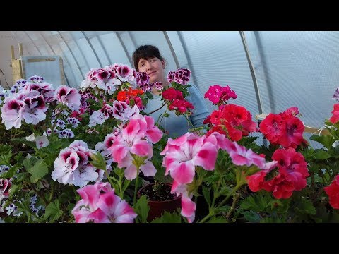 Видео: Уход за только что приобретенными растениями. Карантин, полив, подкормки и формирование