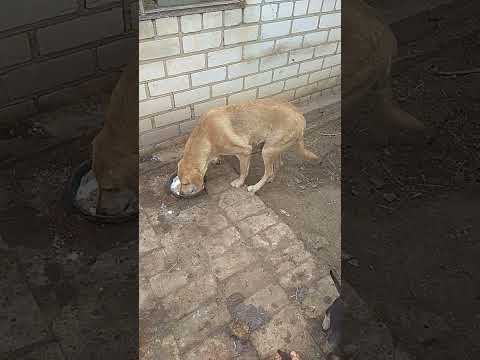 Видео: 16 июня 2024 г.