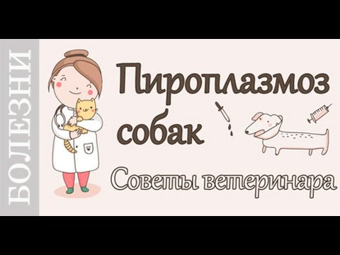 Видео: Пироплазмоз собак, Советы ветеринара по лечению.