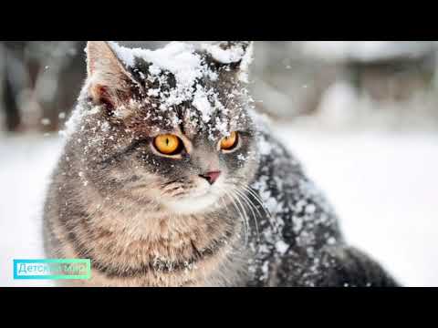 Видео: Стихи о зиме детям на русском языке #зимние#стихи #зима (Пушкин, Есенин и др.)