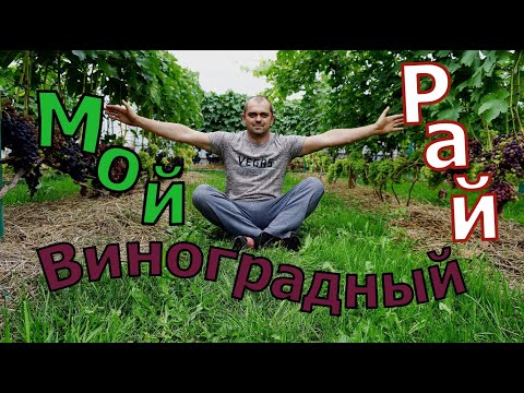 Видео: Виноград .Обзор виноградника под нагрузкой.Проверенные сорта.