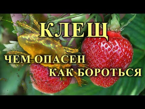 Видео: КЛЕЩ НА КЛУБНИКЕ: чем опасен и как с ним бороться.