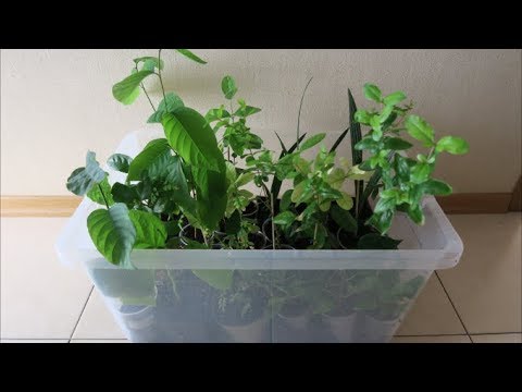 Видео: Мои экзотические растения: в отпуск на две недели 14