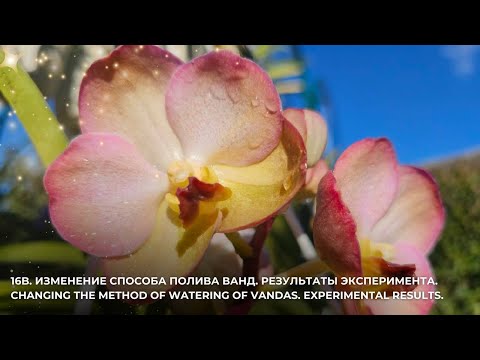 Видео: 16В.Изменение способа полива Ванд.Результаты эксперимента.Changing the method of watering of Vandas