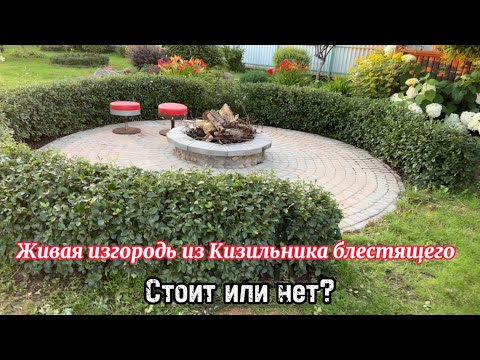 Видео: Живая изгородь из Кизильника блестящего! / стоит или нет?