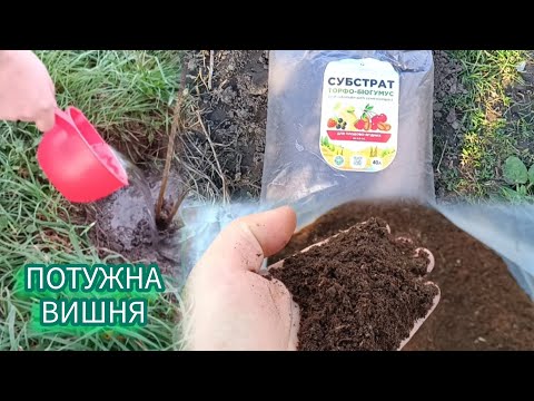 Видео: Посадив вишню з цим і вона рвонула вгору. 100 % приживання!