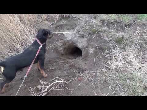 Видео: норная охота с ягдом