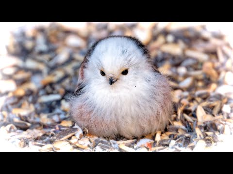 Видео: Длиннохвостая синица. Long-tailed Tit. (Aegithalos caudatus). Январь. January.