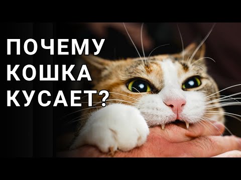 Видео: КОШКА КУСАЕТСЯ, когда её ГЛАДИШЬ. Определяем причины