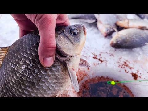 Видео: Нашёл, где КАРАСИ ЗИМУЮТ!! Теперь КЛЮЁТ в ЗАБРОС... Рыбалка на КАРАСЯ в ДЕКАБРЕ!!
