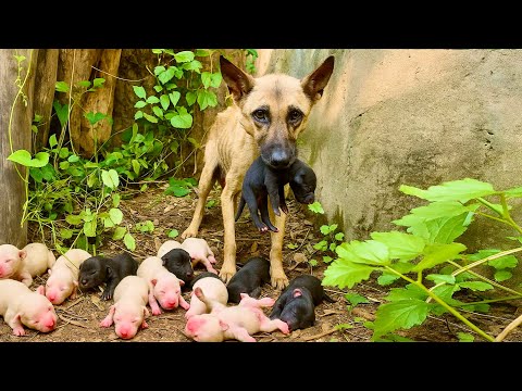 Видео: Собака-мама 🐕 тайно родила здесь много щенков — её поступок растопил моё сердце ❤️🥰