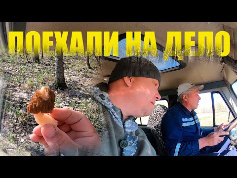 Видео: Сморчки!!! За грибами в лес весной. Первые весенние грибы